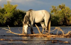 Salt River Wild Horse Management Group – Don’t let them become history