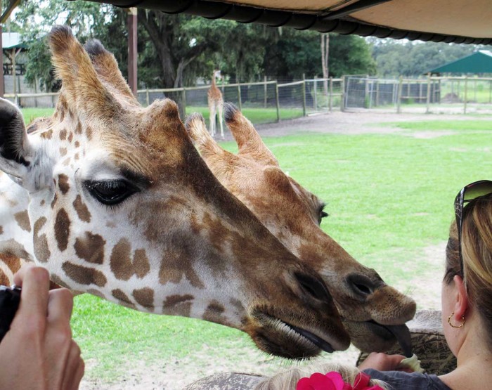Giraffe Ranch Farm Tours – Photo Gallery
