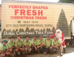 Perfectly shaped real Christmas trees grown in Sydney fresh cut Christmas trees delivered in Sydney