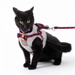Cat Collar Leash – My Pet