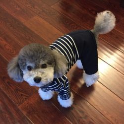 Pet Casual Clothing for Dog & Cat – My Pet