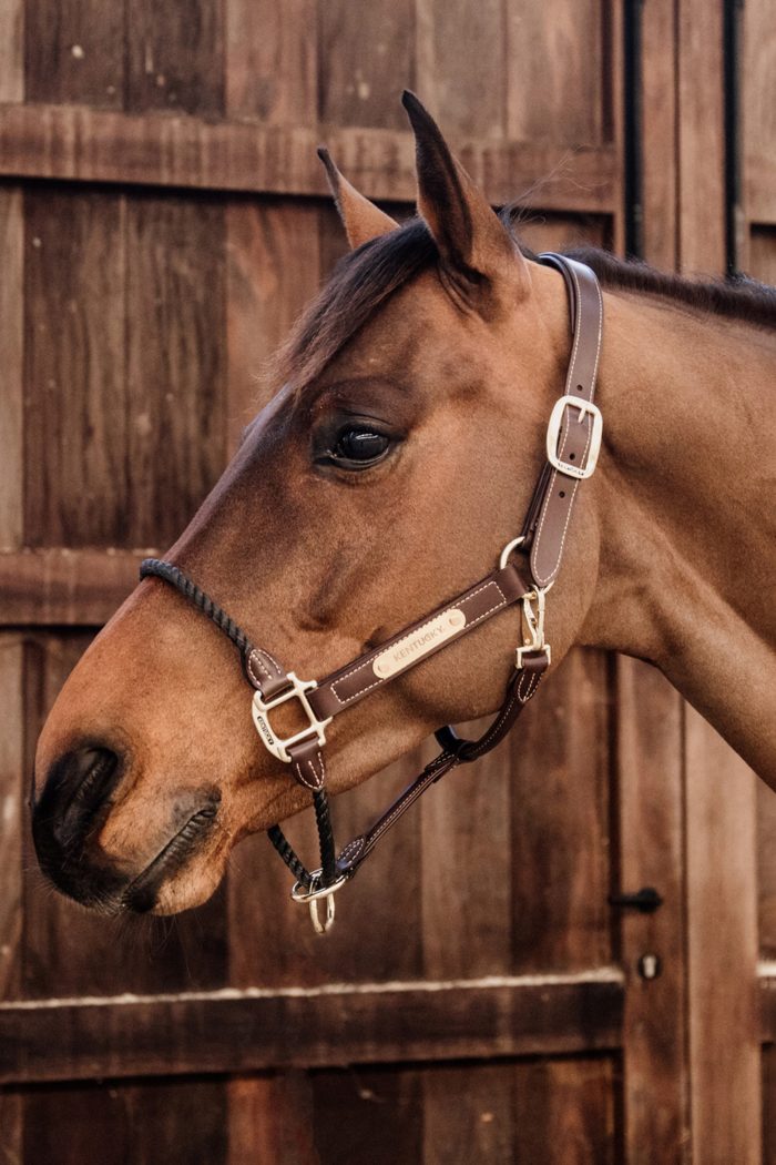 Seilhalfter für Pferd kaufen