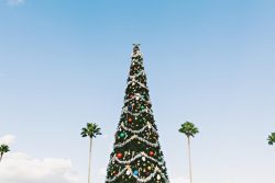Gold Coast Christmas Tree