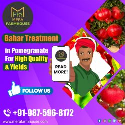 Bahar Treatment for Pomegranate