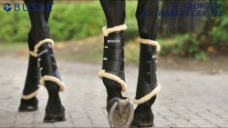 Dressurgamaschen für Pferde online kaufen