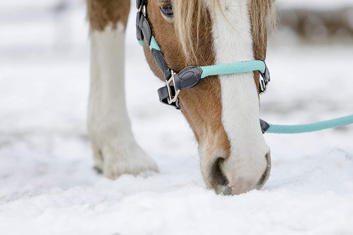 Geknotetes Seilhalfter für Pferd | knotenhalfter (Pferde, Gefahr, Westernreiten)