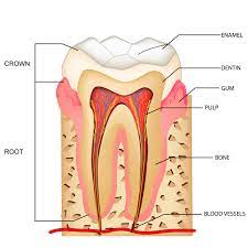 Root canal treatment: Everything you need to know