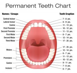 What exactly is a tooth eruption chart?