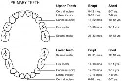 Baby Tooth Eruption & Shedding Timeline