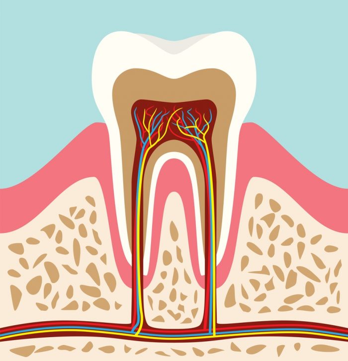 Root Canal Therapy in Houston