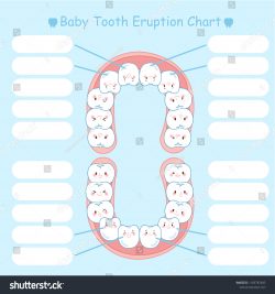 Baby Tooth Eruption & Shedding Timeline | What exactly is a tooth eruption chart