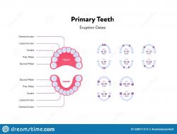Tooth eruption – What exactly is a tooth eruption chart?
