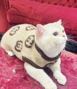 Gucci pet cat dog sweater vest luxury clothes puppy fashion designer soft pet sweater small dog  ...