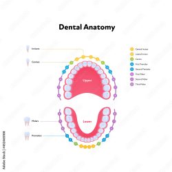 What exactly is a tooth eruption chart? |How To Use A Tooth Eruption Chart