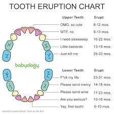 Tooth Eruption Chart and Timeline |What exactly is a tooth eruption chart?