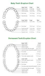 What exactly is a tooth eruption chart? |Why are my Child’s Permanent Teeth Not Erupting?