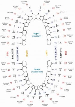 Palmer Dental Notation System