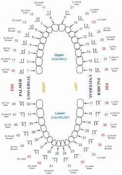 Palmer Dental Notation System | Dental Naming System