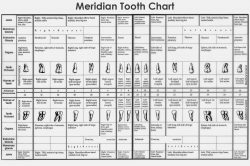 Dental Tooth Numbers Chart | Human Teeth Chart