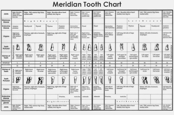 Dental Tooth Numbers Chart | Human Teeth Chart