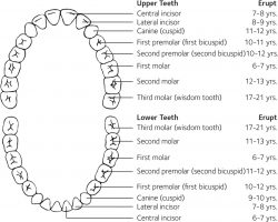 Dental Tooth Numbers Chart | Tooth numbers and illustrations