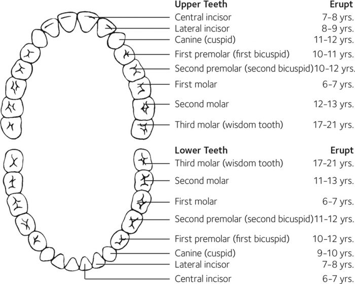 Dental Tooth Numbers Chart | Tooth numbers and illustrations