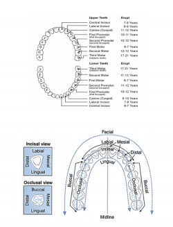 Dental Tooth Numbers Chart