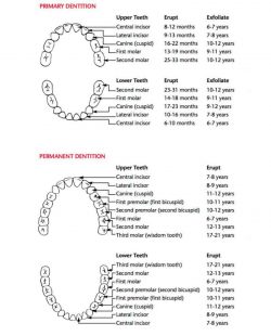 Dental Tooth Numbers Chart | Universal Numbering System