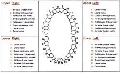 Dental Tooth Numbers Chart | Tooth illustrations