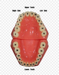 Dental Tooth Numbers Chart | Dental charting