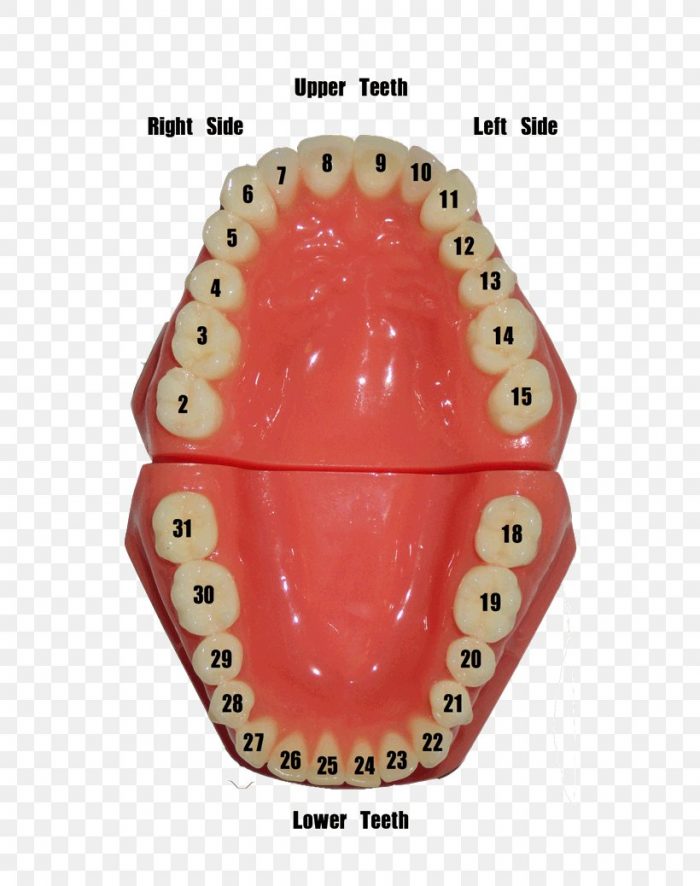 Teeth Numbering Chart | Dental tooth chart
