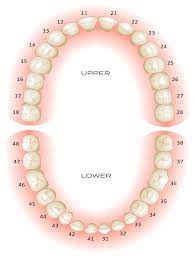 Dental Tooth Numbers Chart | Tooth Charts