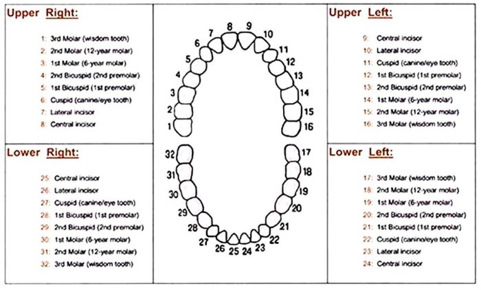 Dental Tooth Numbers Chart | Dental Numbering System