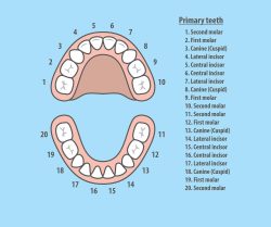 Dental Tooth Numbers Chart | dental numbers for teeth