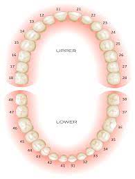 Teeth Numbering Chart | Dentistry