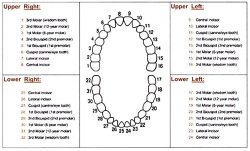 Teeth Numbering Chart | Teeth number chart child