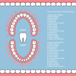Dental Tooth Number Chart | Universal Numbering System for Teeth