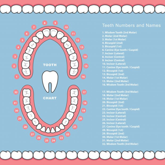 Dental Tooth Number Chart | Universal Numbering System for Teeth