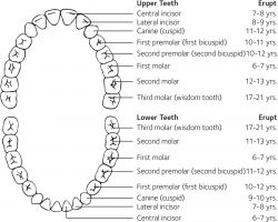 Dental Tooth Number Chart | Adult tooth chart