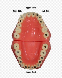 Teeth Numbering Chart | Oral Anatomy and Charting