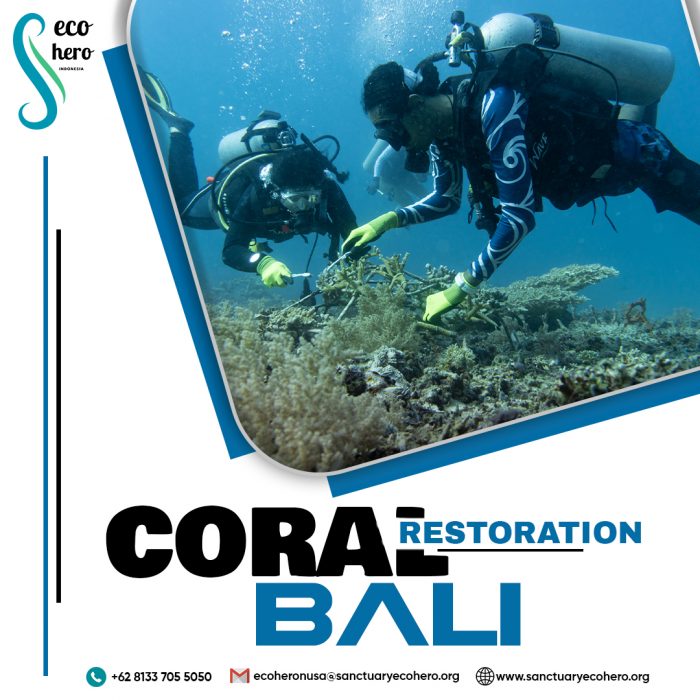 Coral Restoration Bali