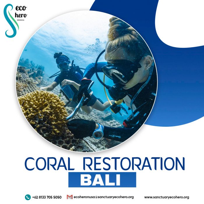 Coral Restoration Bali