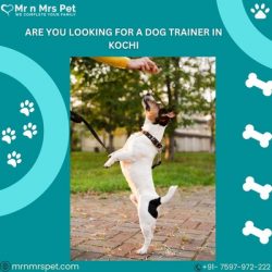 Best Dog Trainer in Kochi