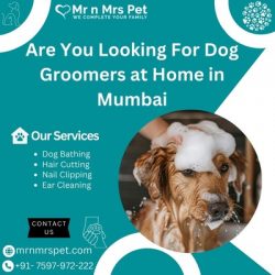 Professional Dog Groomers at Home in Mumbai