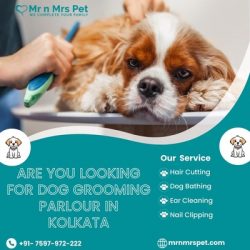 Are you Looking for Dog Grooming Parlour in Kolkata