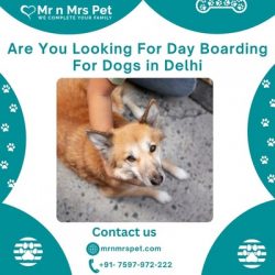 Professional Day Boarding for Dogs in Delhi