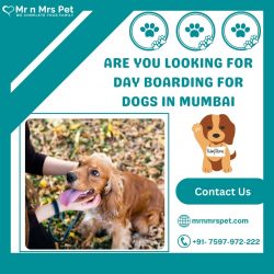 Professional Day Boarding For Dogs in Mumbai