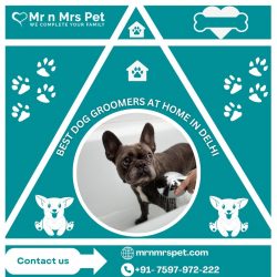 Best Dog Groomers at Home in Delhi