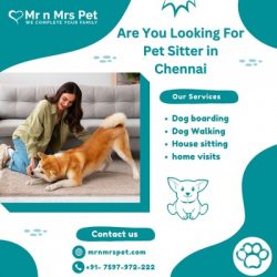 The Best Pet Sitter in Chennai