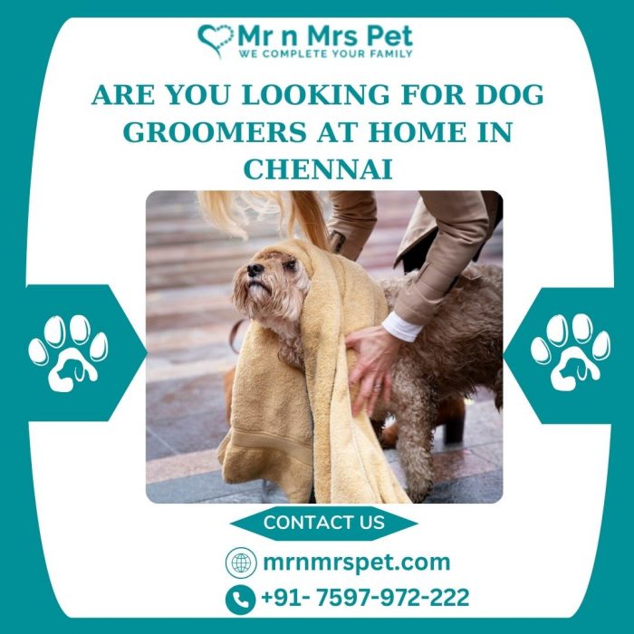 Professional Dog Groomers at Home in Chennai